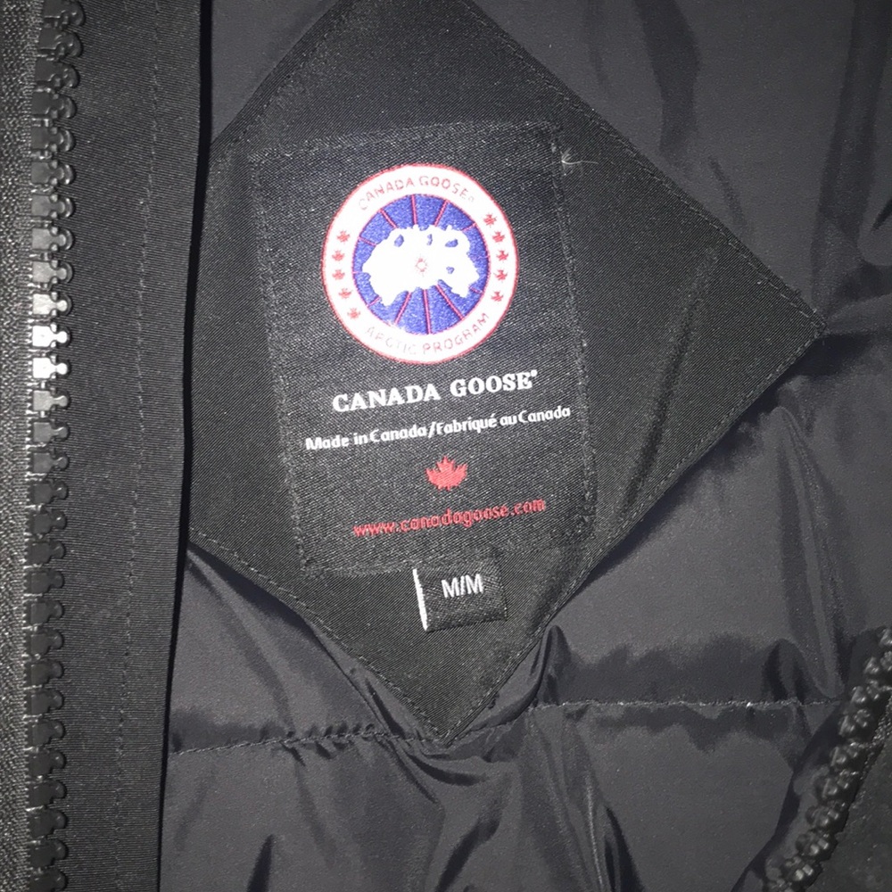 Canadian goose